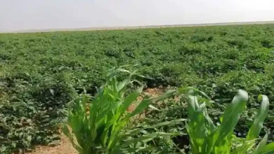 مزرعه للبيع 25 فدان كاملة المرافق ري نيلي بحاري من الترعة بالعياط