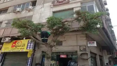 قص وتقليم وتجميل الأشجار بنطاق حى الأزبكية 